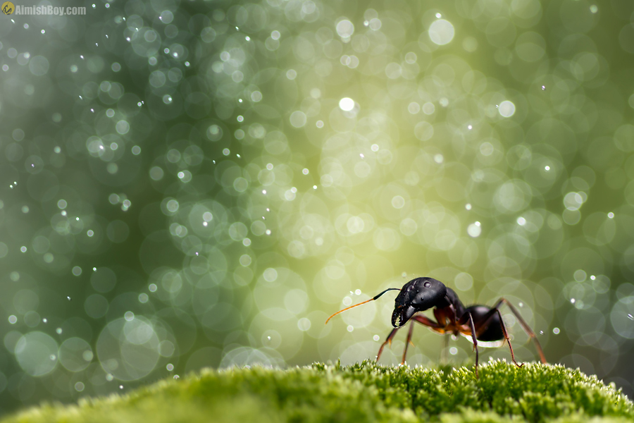 Ant on moss against sparkling green backdrop