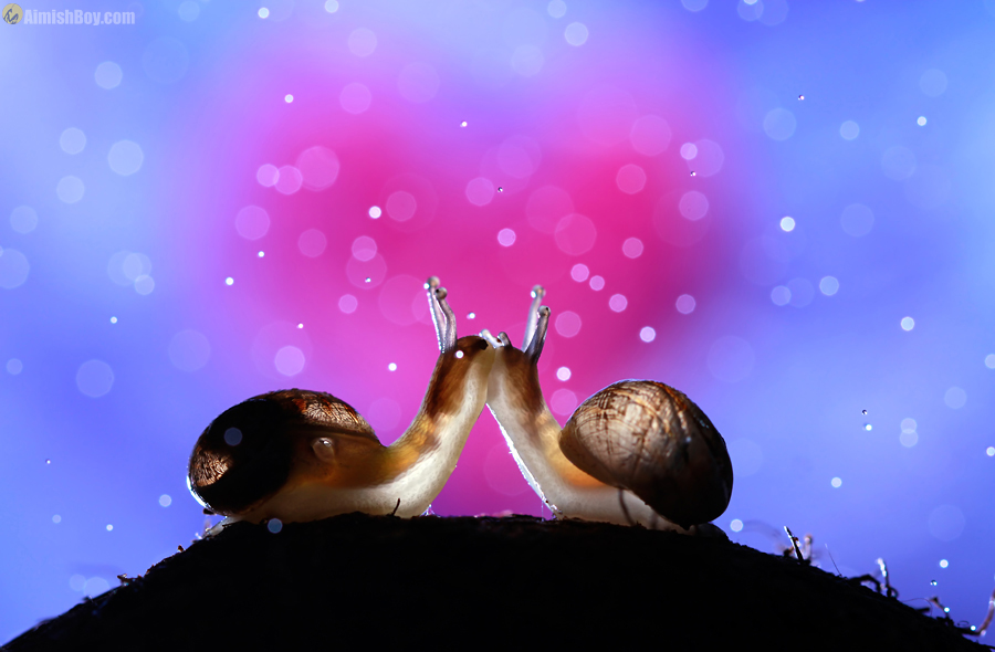 Two snails facing each other under pink lights