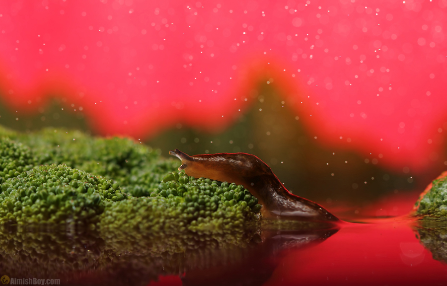 Small creature in a red miniature landscape
