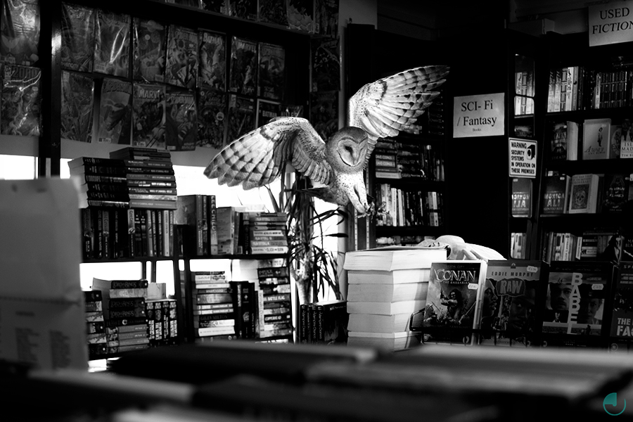 Owl perched in a dimly lit shop