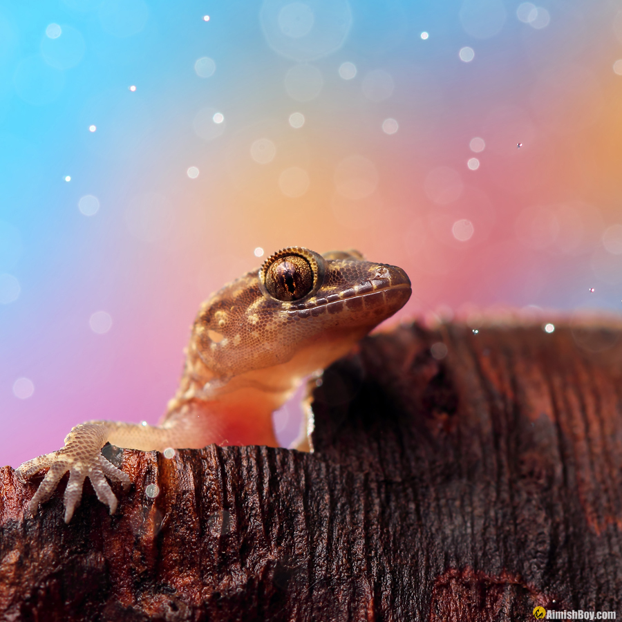 Lizard peering over a log