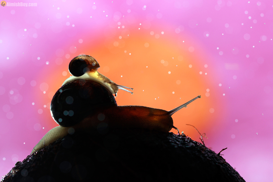 Ladybug on a snail shell