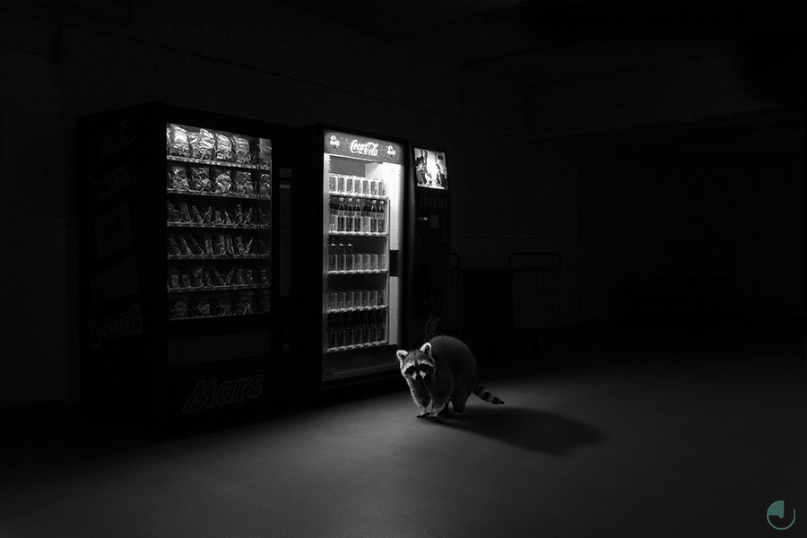 Raccoon in a dark room near vending machines