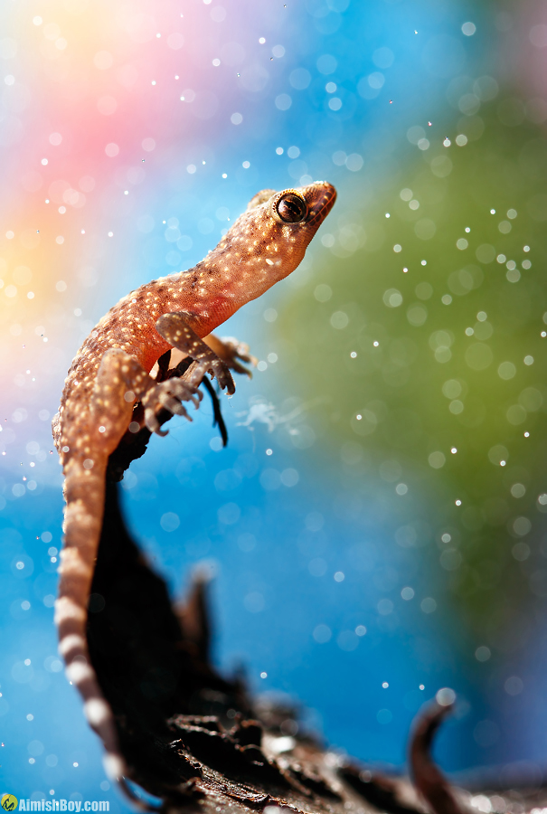 Lizard reaching upward against a bright sky