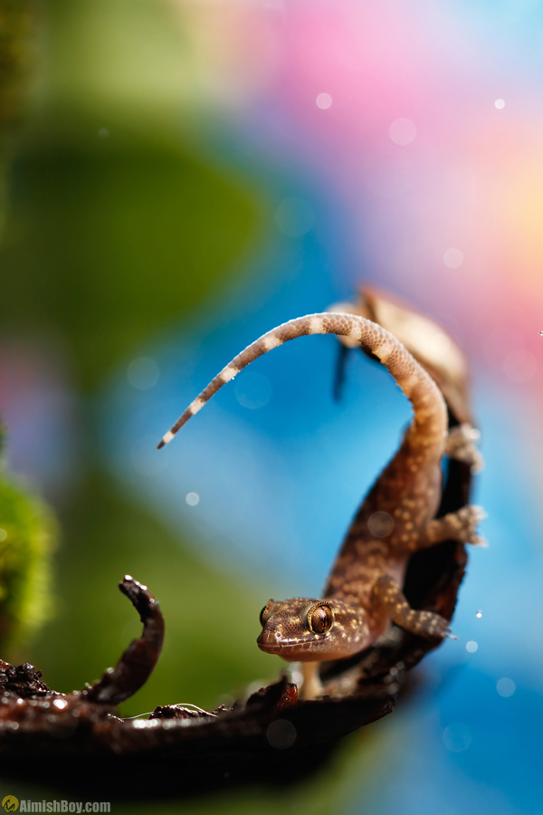 Small lizard curling around a plant stem