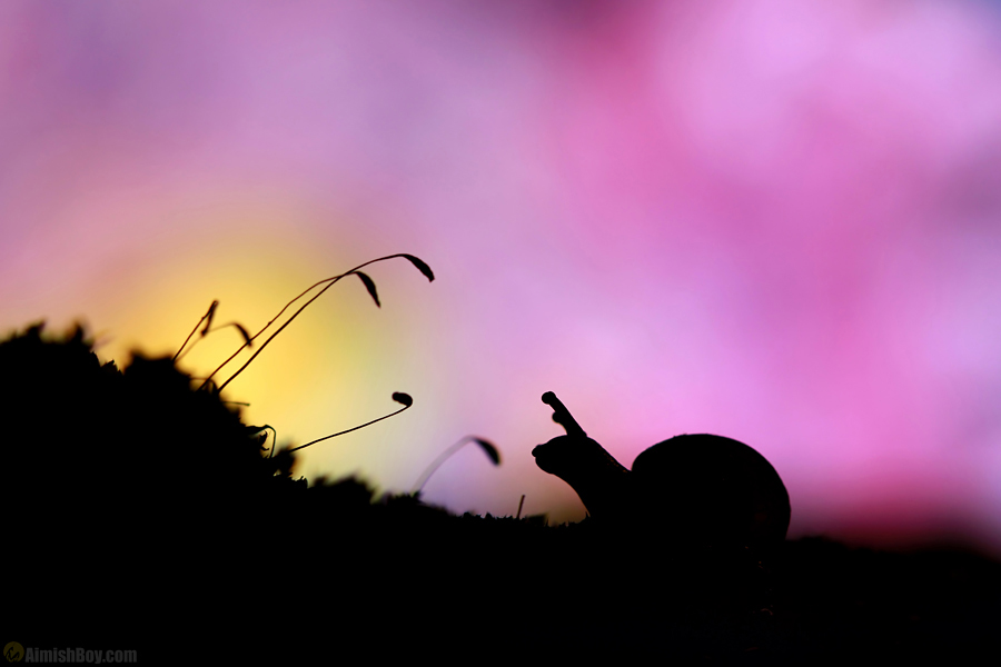 Insect silhouette atop a hill at sunrise