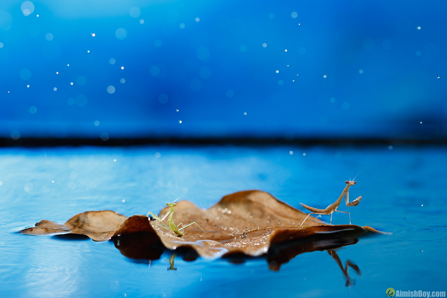 Tiny insect on leaf against blue
