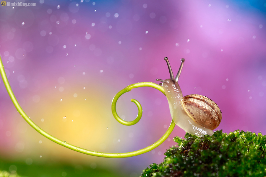 Snail beside a curled plant stem against pink
