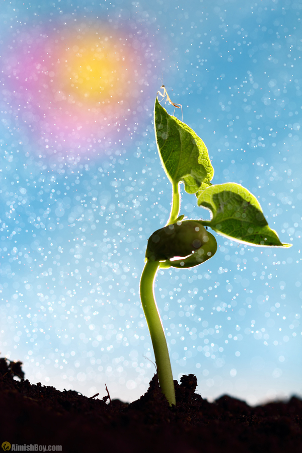 Seedling against a bright pastel sky