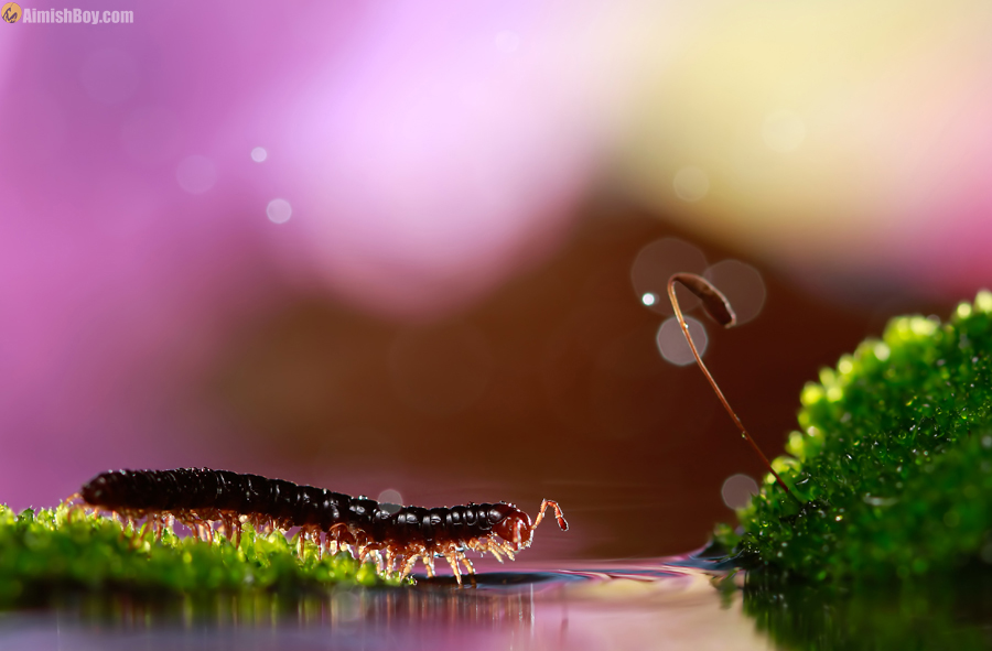 Millipede crossing beneath pink bokeh
