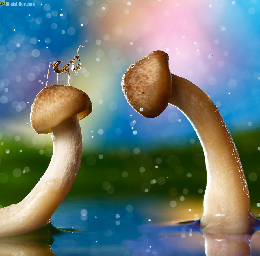 Mushroom-like forms against bright blue