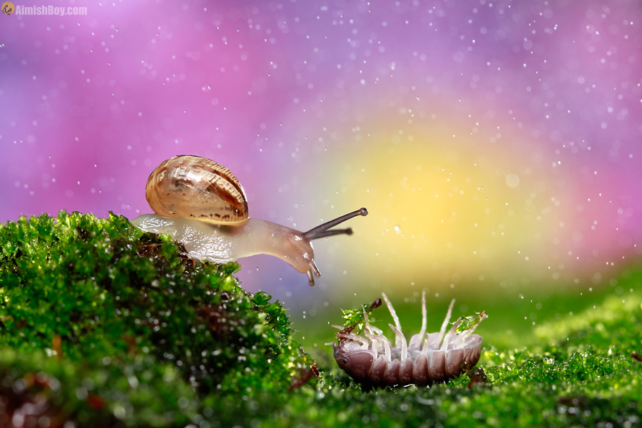 Two snails on a mossy hill