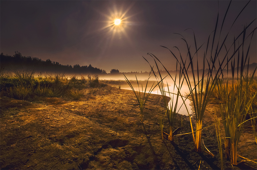 Golden low light on grasses beside water