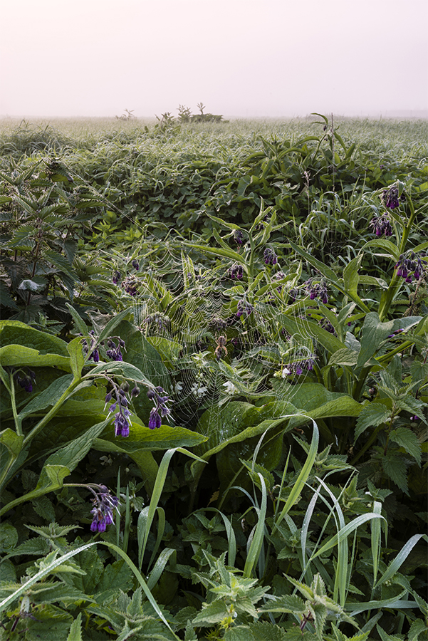 Rows of green crops in a field
