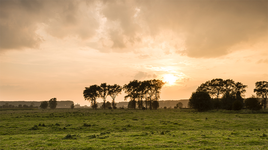 Sun setting behind trees across a green field