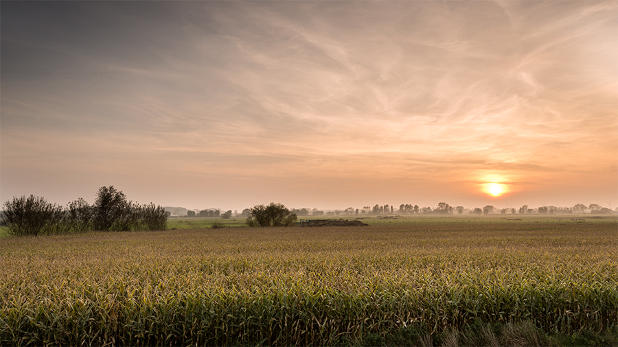Sunset over a field in West Flanders