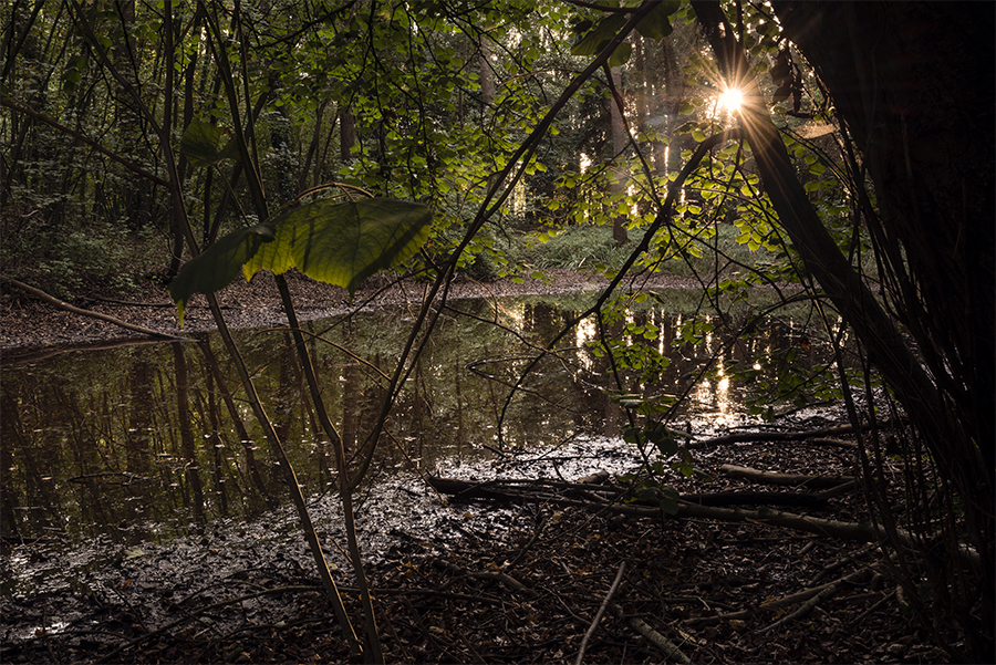 Sunlight filtering through woodland