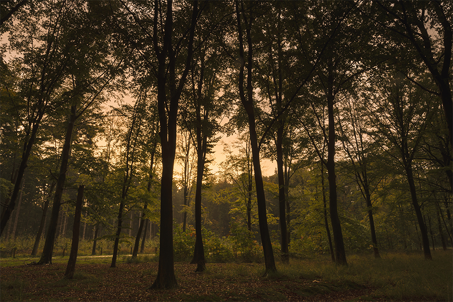 Sunlight falling through a line of trees