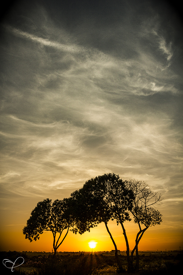 Tree silhouettes under a yellow evening sky