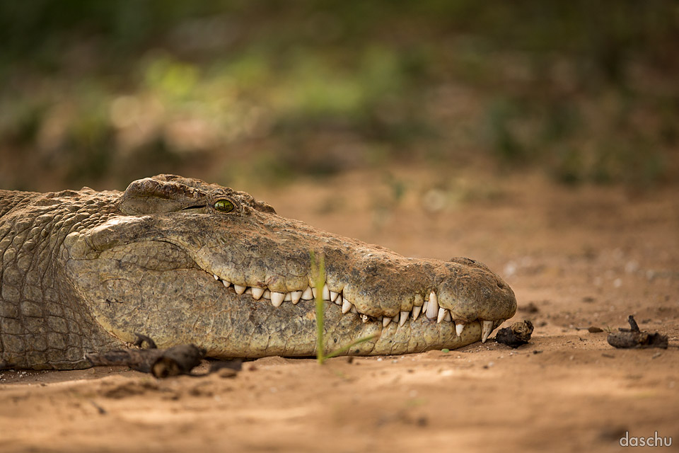 Crocodile resting on sandy ground