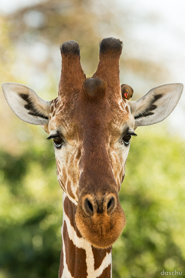Giraffe looking toward the camera