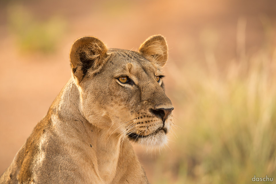 Lioness watching from grass