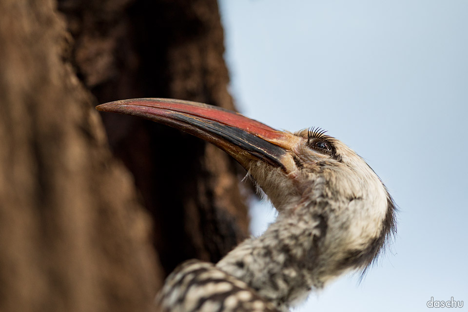 Hornbill perched beside a tree trunk