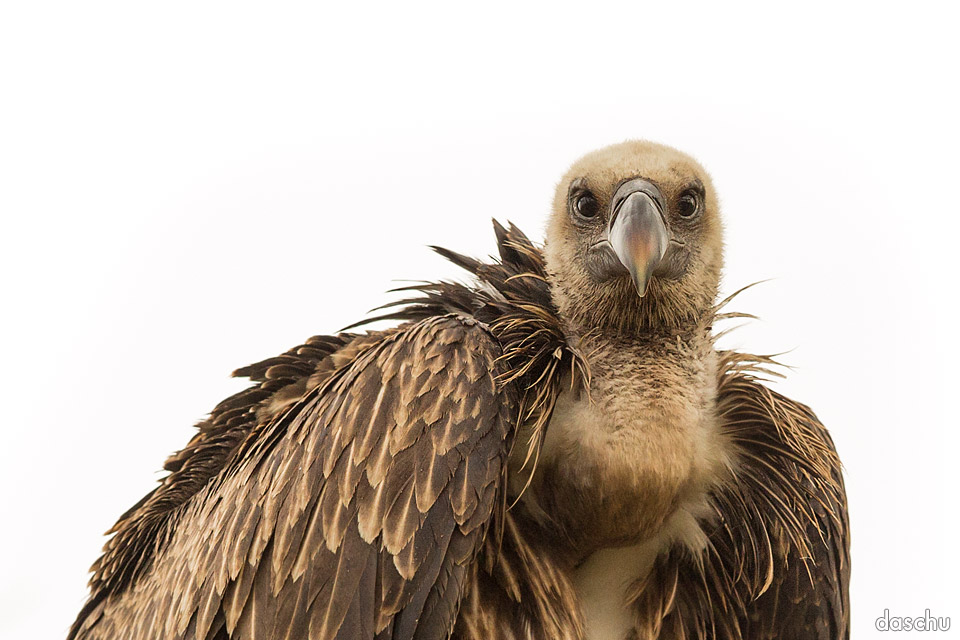 Vulture looking forward