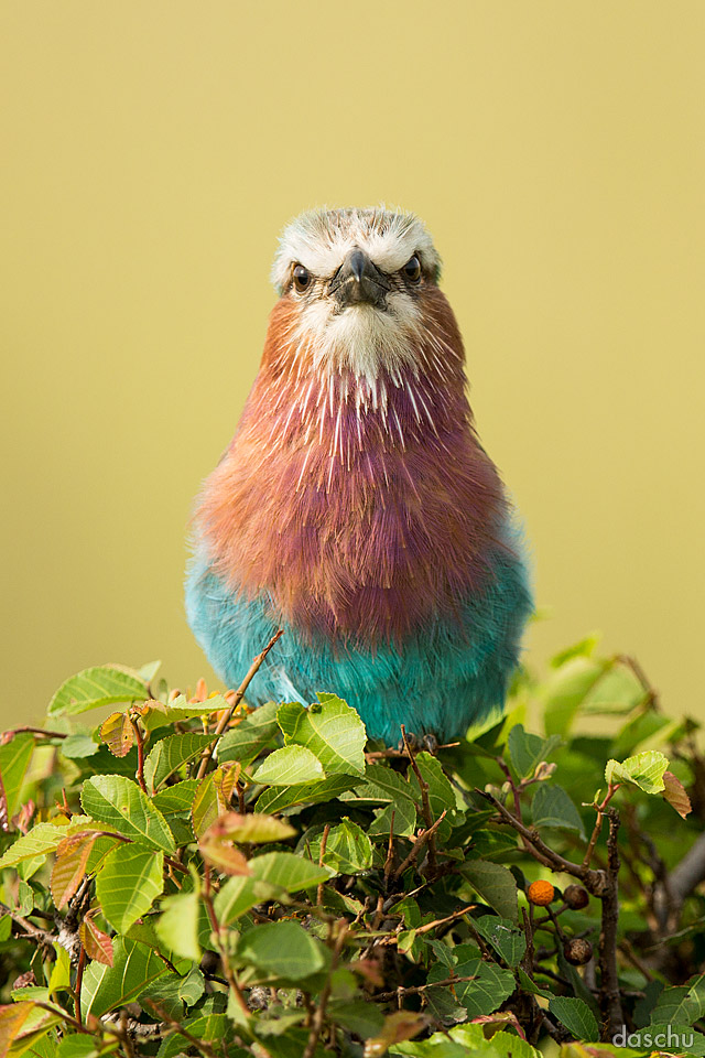Colorful bird on green foliage
