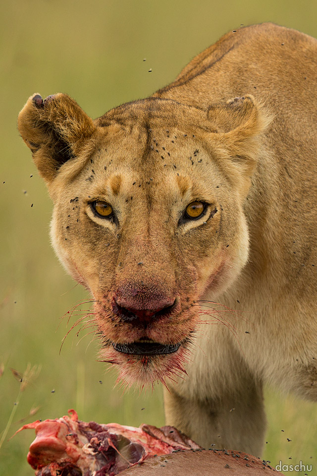 Lioness looking forward