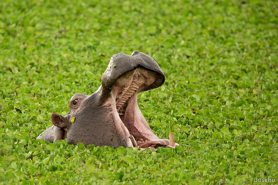 Hippopotamus with mouth open