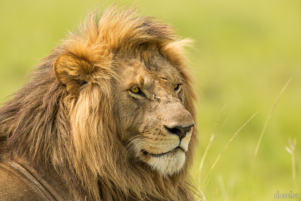 Male lion in warm light
