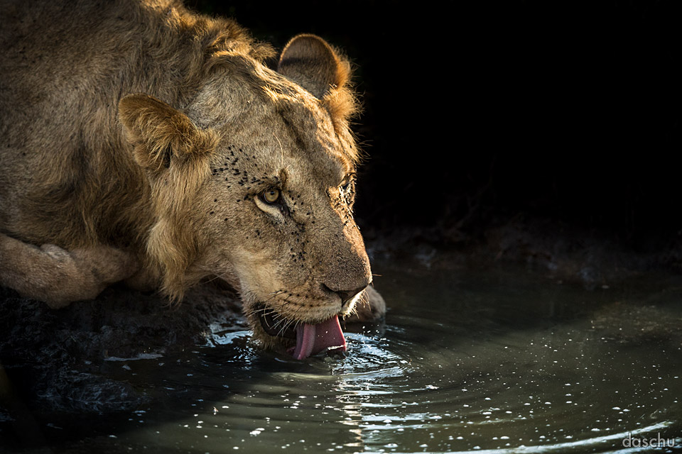 Lion drinking from a pool