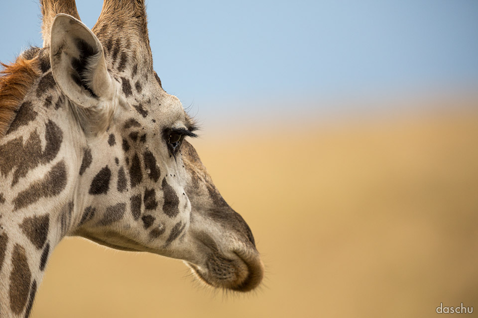 Giraffe in profile on open plain