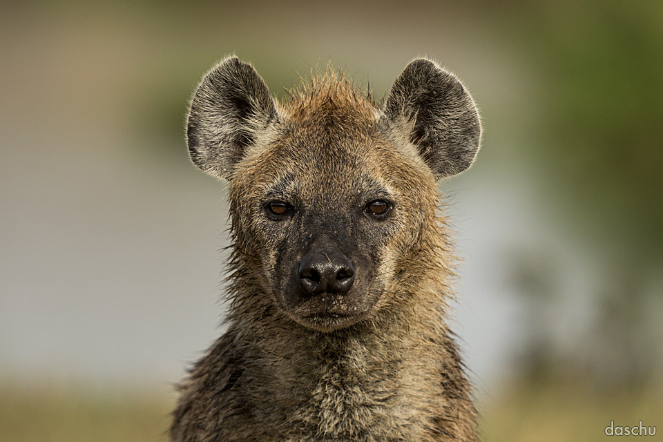 Close portrait of a spotted hyena