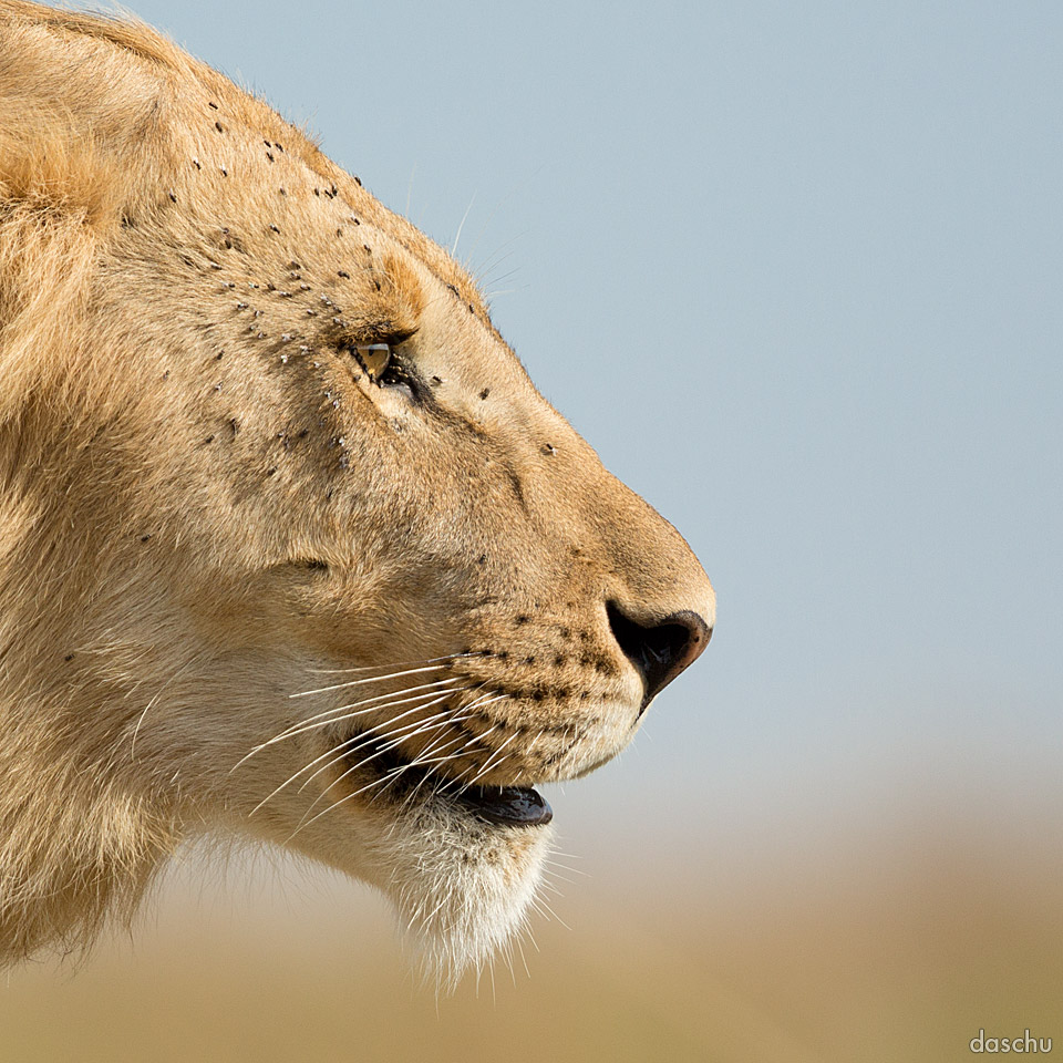 Lioness in profile against pale sky