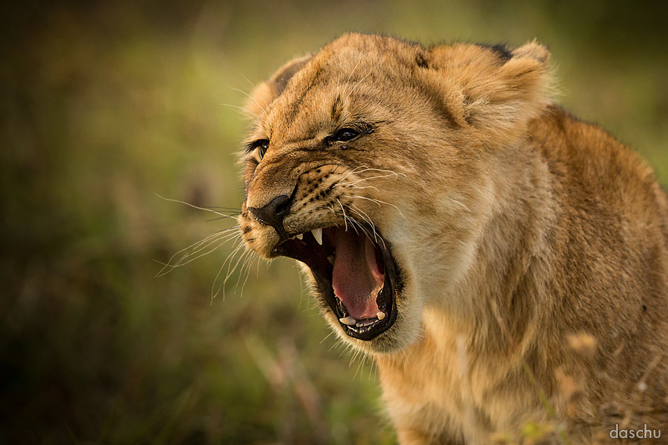 Lioness with mouth open