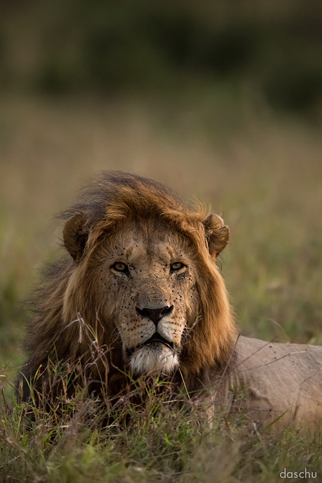 Male lion in the grass