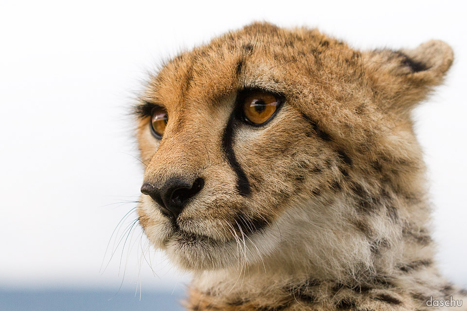 Close portrait of a cheetah