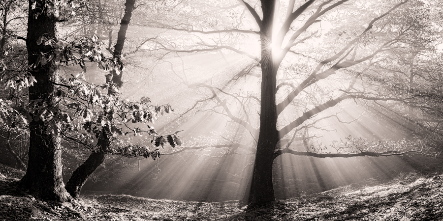 Sunlight filtering through trees in monochrome