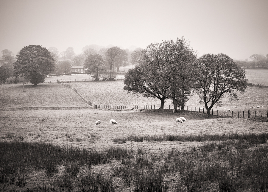 Rolling fields and trees in black and white