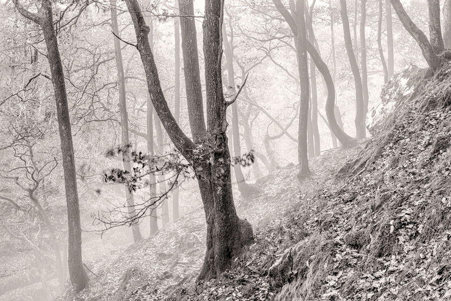 Woodland trees beside a misty path