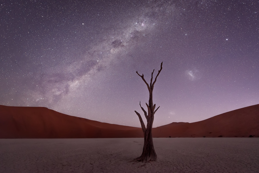 Bare tree under a desert night sky
