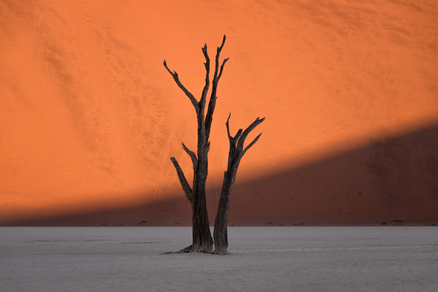 Bare trees against orange sand dunes