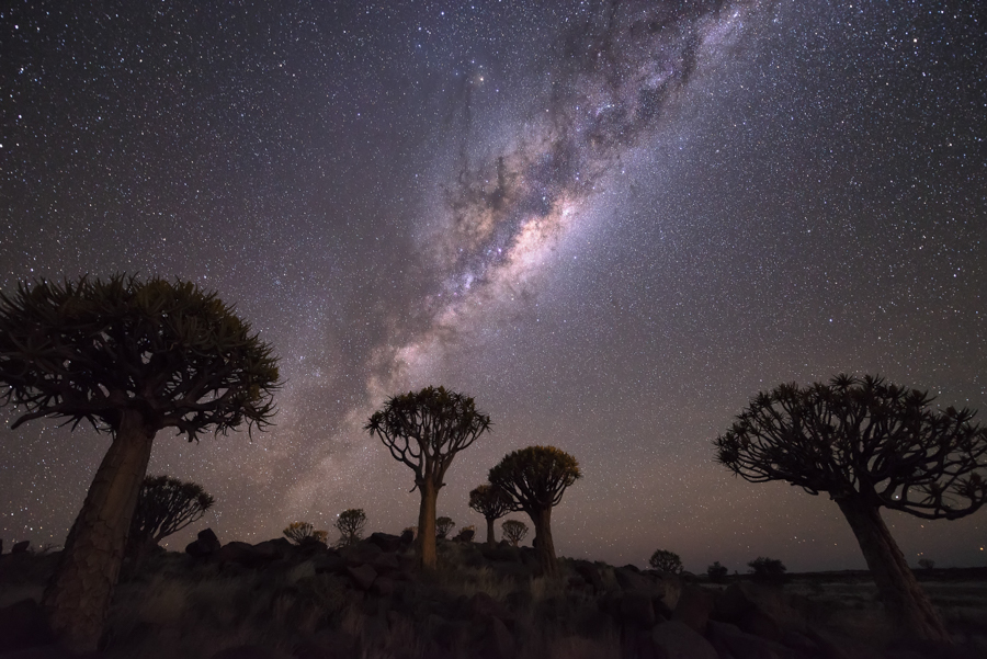 Milky Way above desert trees
