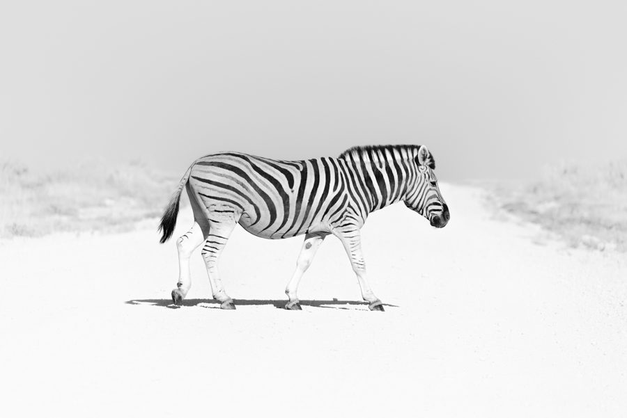 Zebra in a sparse pale landscape