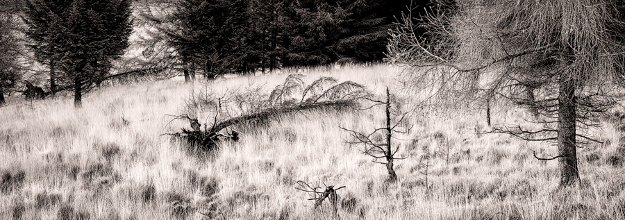 Sparse trees across a pale hillside