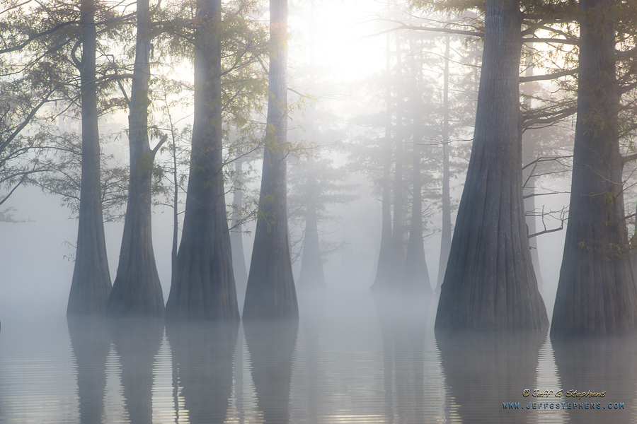 Pale light through tall cypress trees