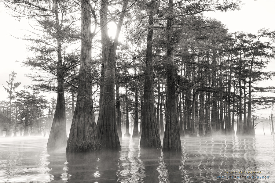 Black-and-white cypress trees reflected in water