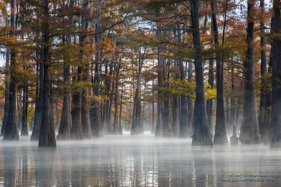 Cypress trees in low morning mist